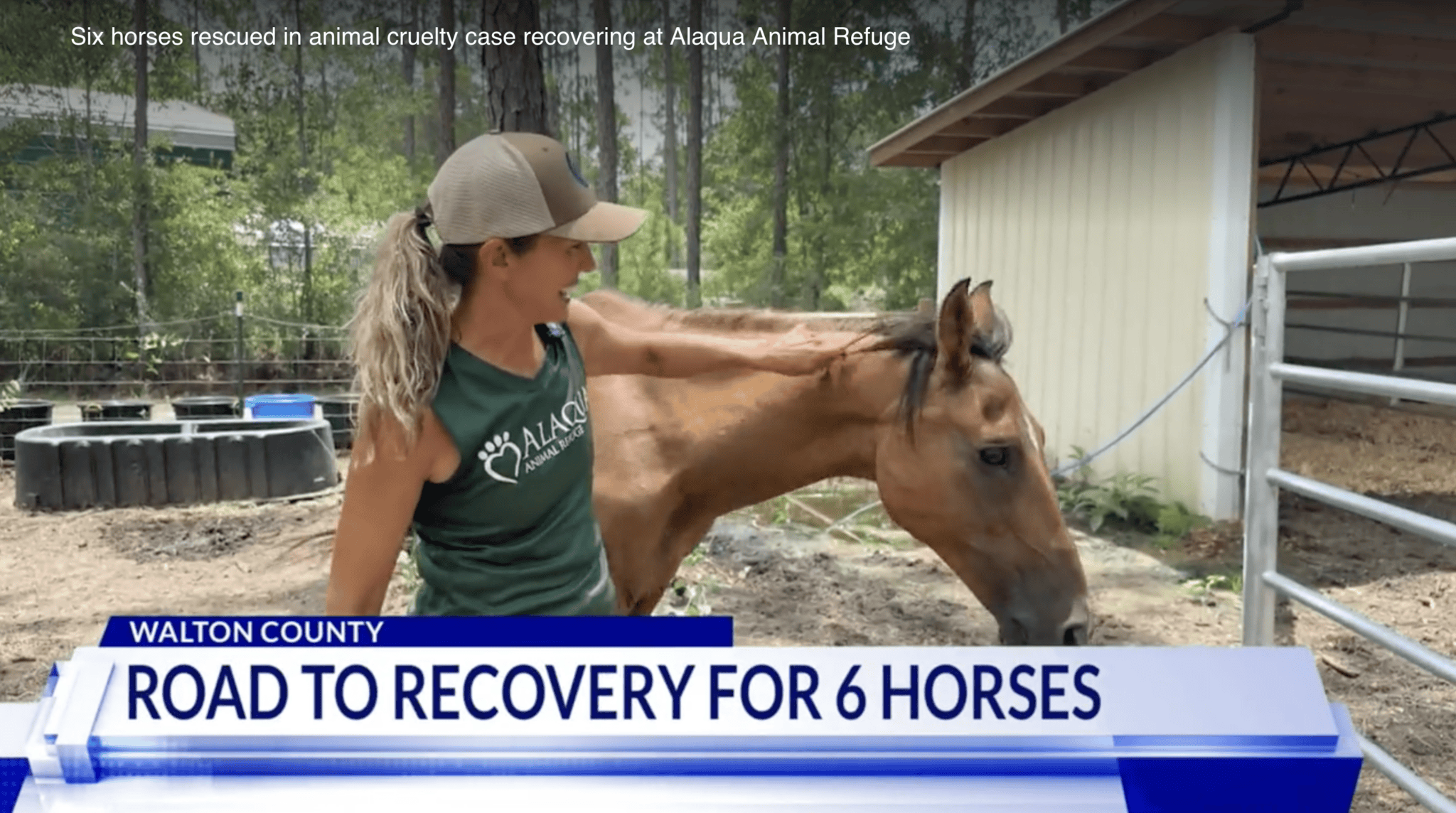 Six Horses Rescued in Animal Cruelty Case Recovering at Alaqua Animal Refuge