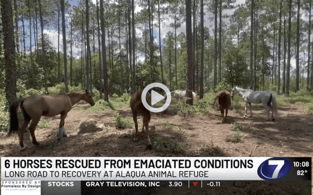 6 Horses Now Recovering at Alaqua Animal Refuge After Rescue in Holmes County