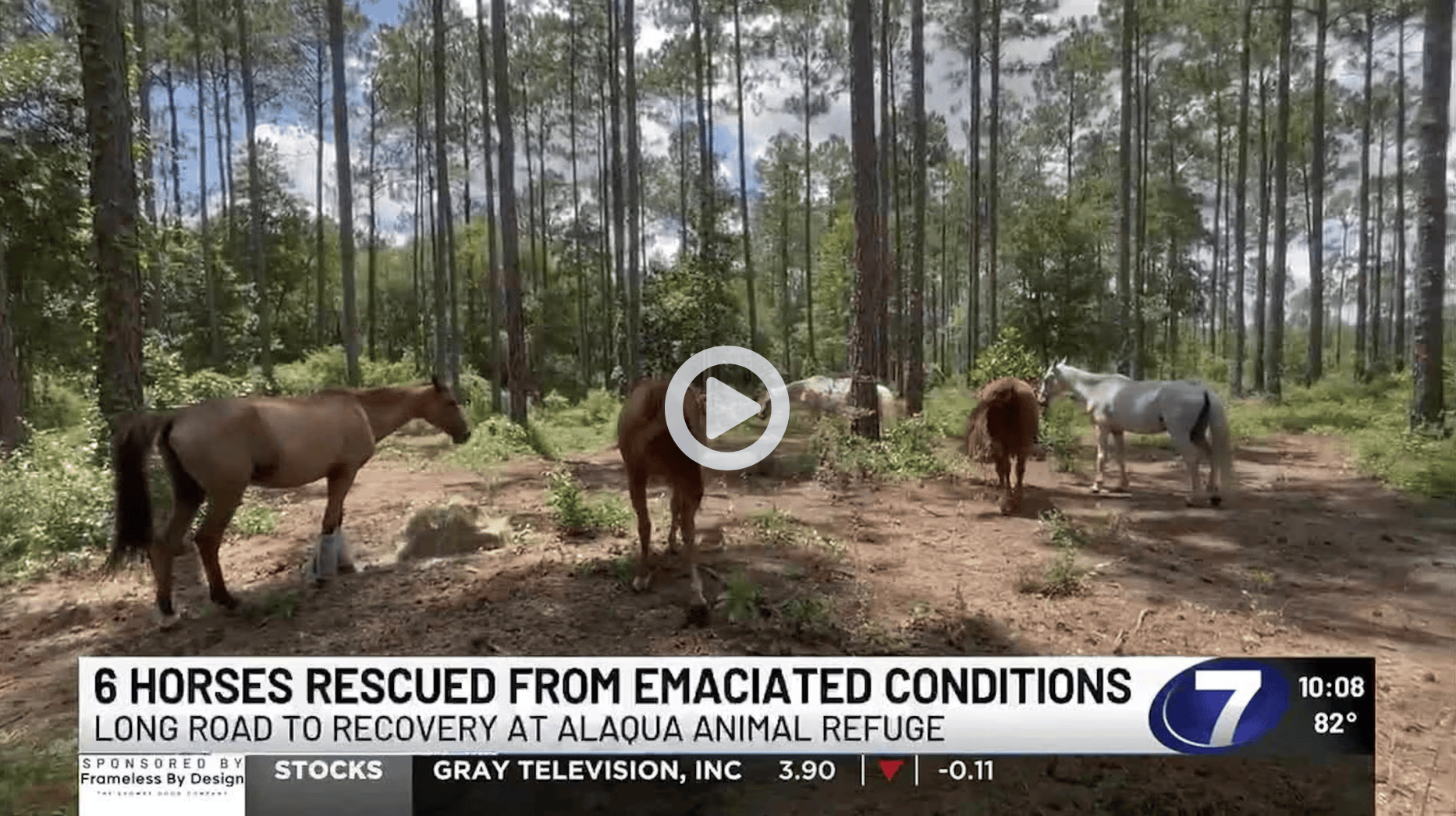 6 Horses Now Recovering at Alaqua Animal Refuge After Rescue in Holmes County