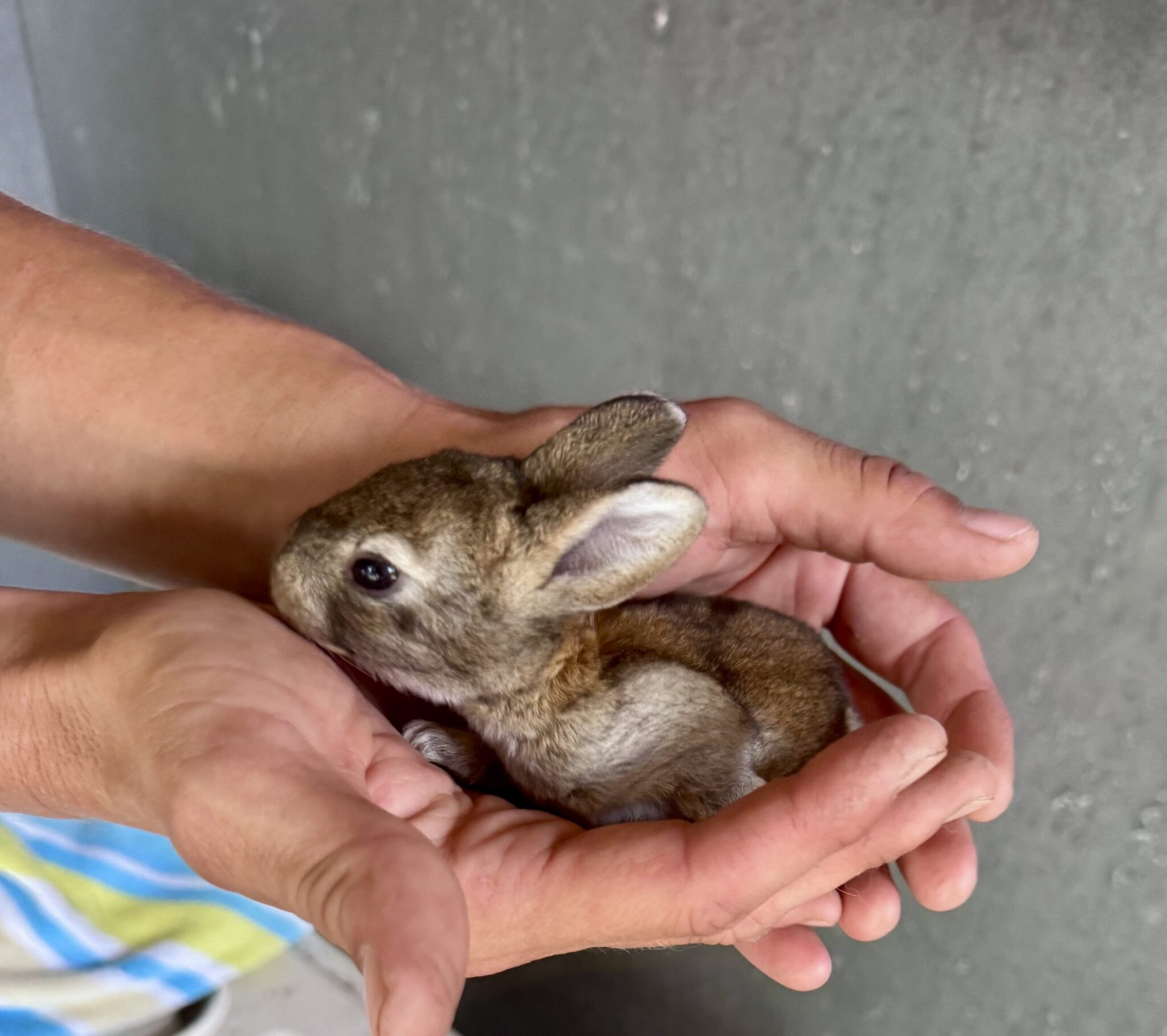 Alaqua Animal Refuge: Other Animals Grant Report