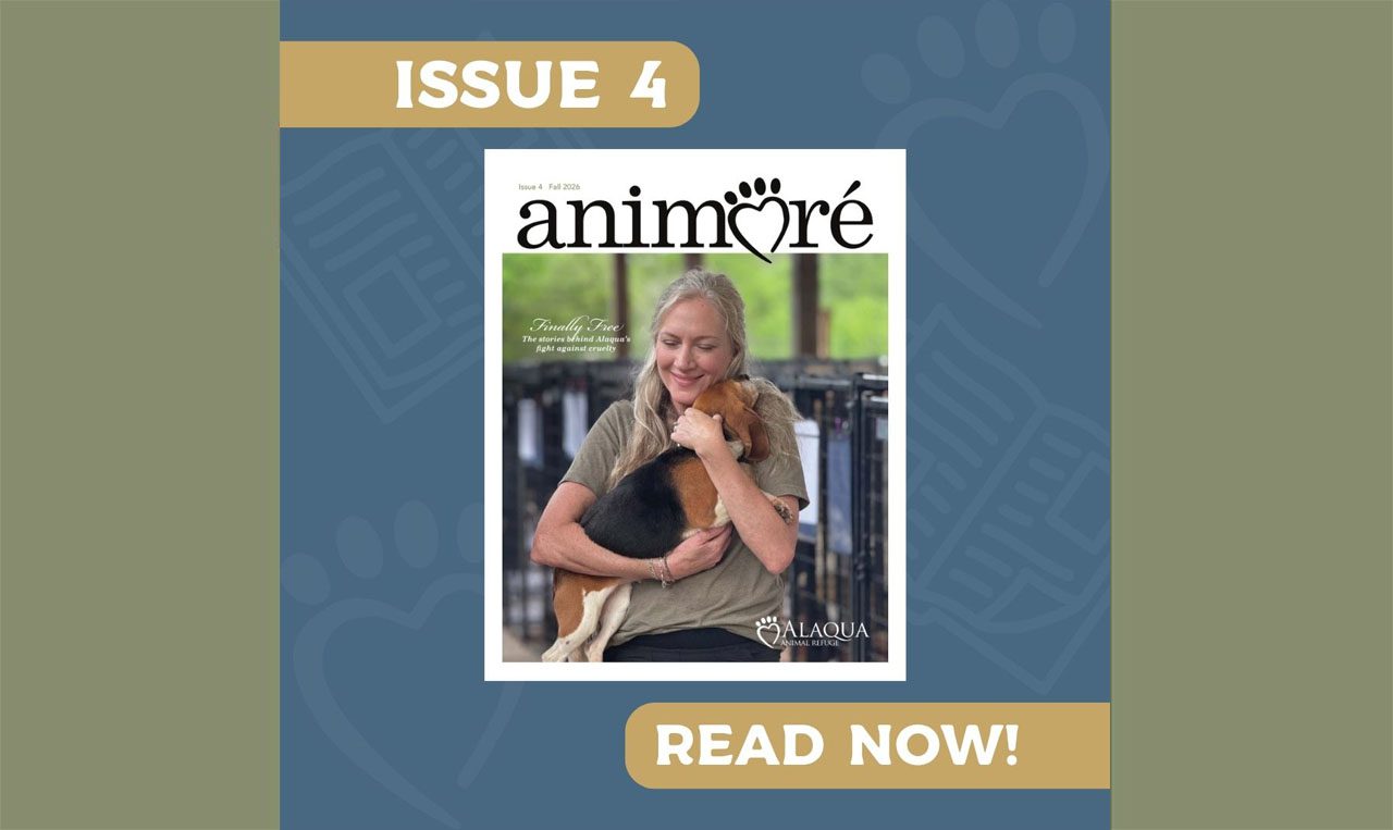 Read issue 4 of Alaqua's Animoré Magazine Read issue 4 of Alaqua's Animoré Magazine