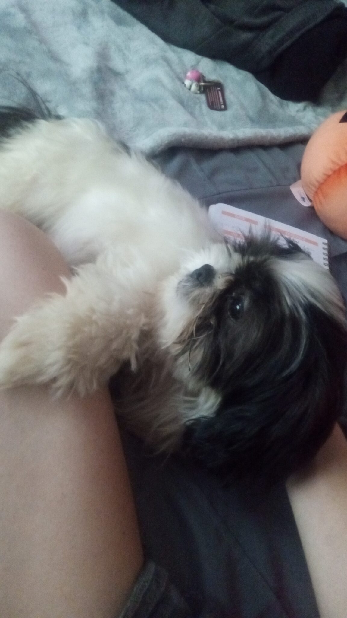 Mochi
