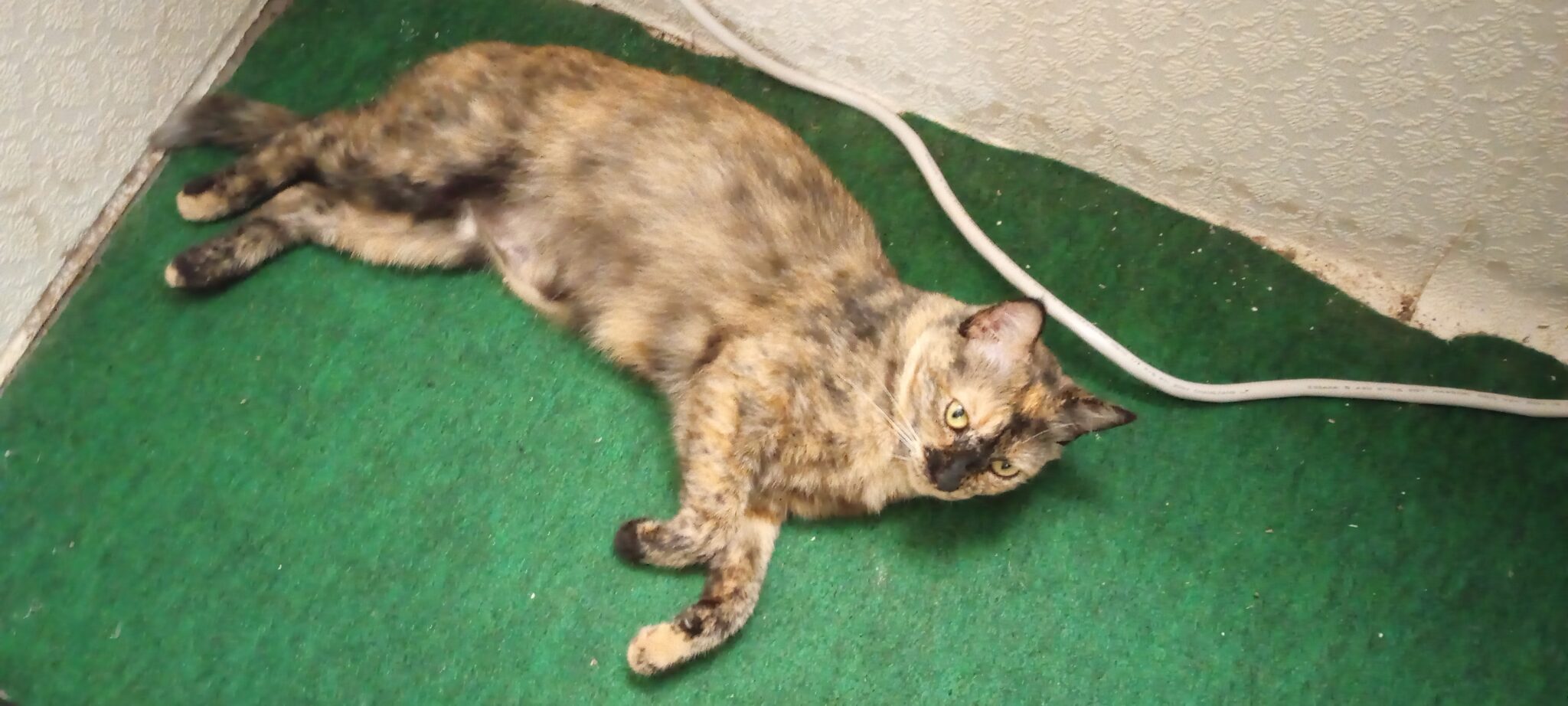 Mimi