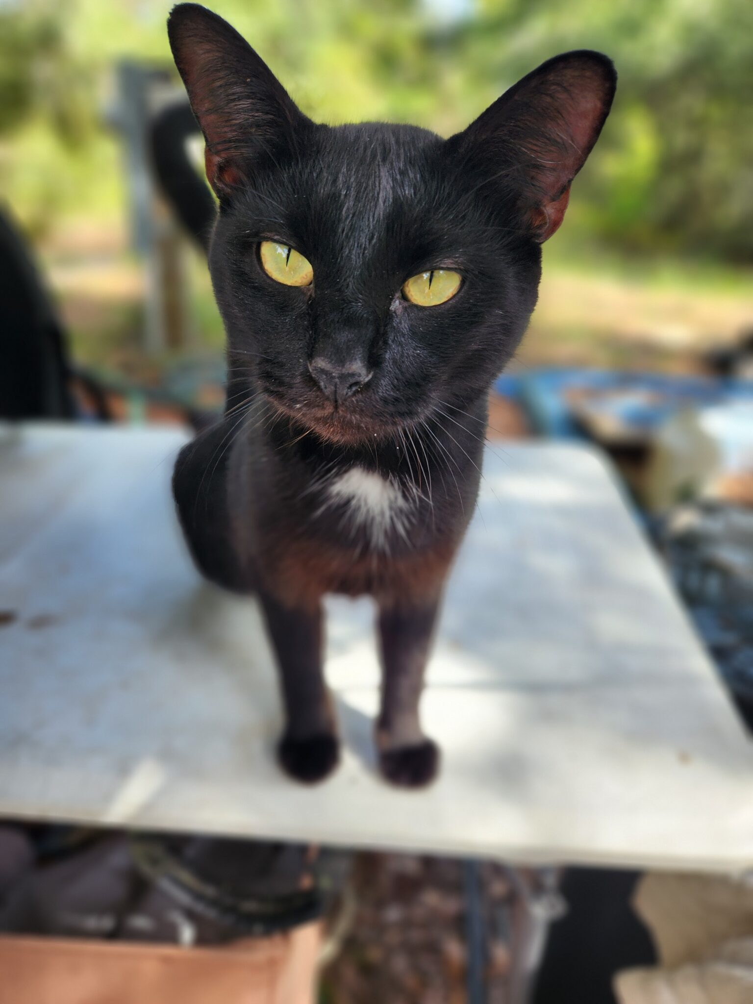 Charlie