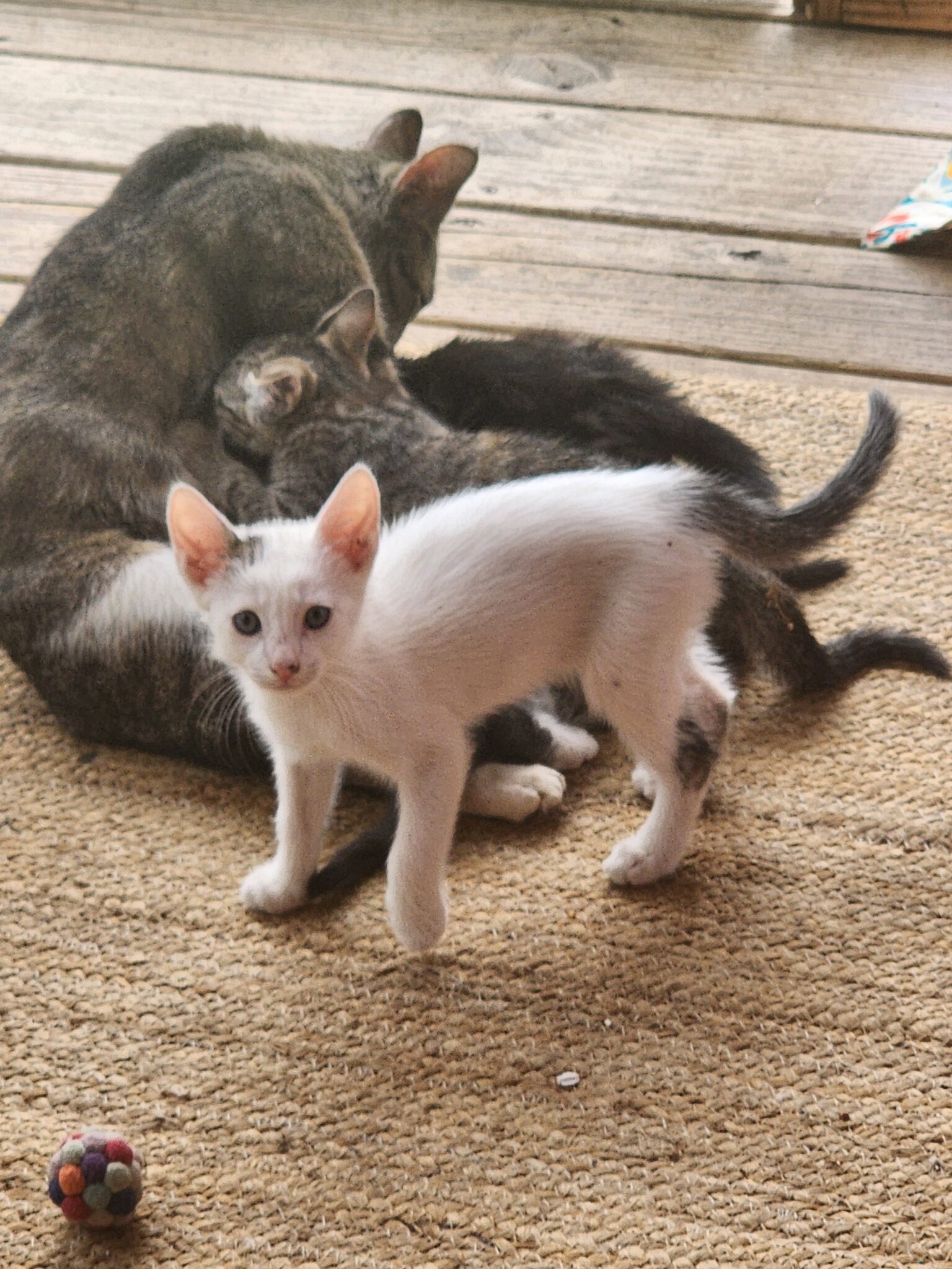 Kittens!