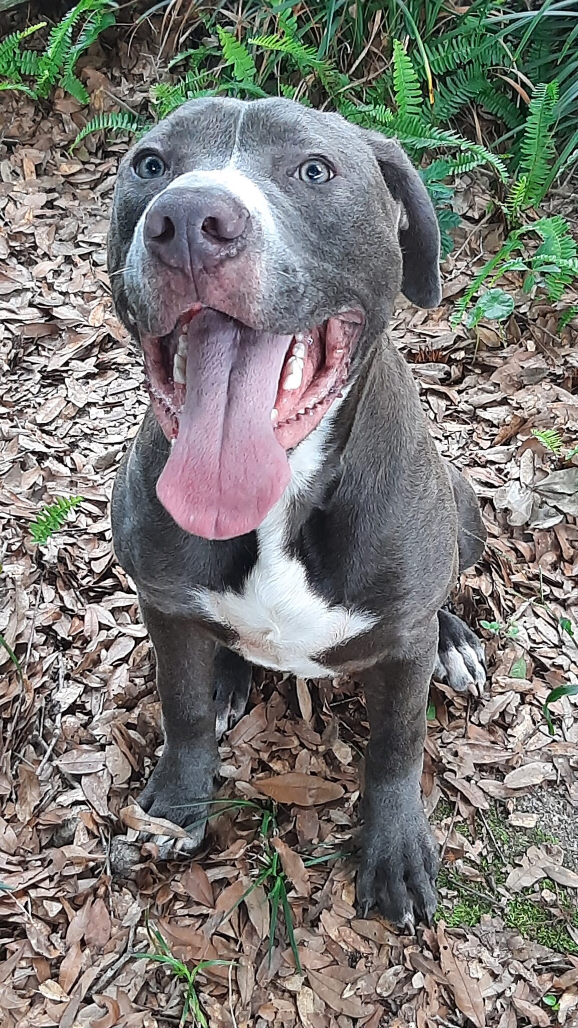 Lando