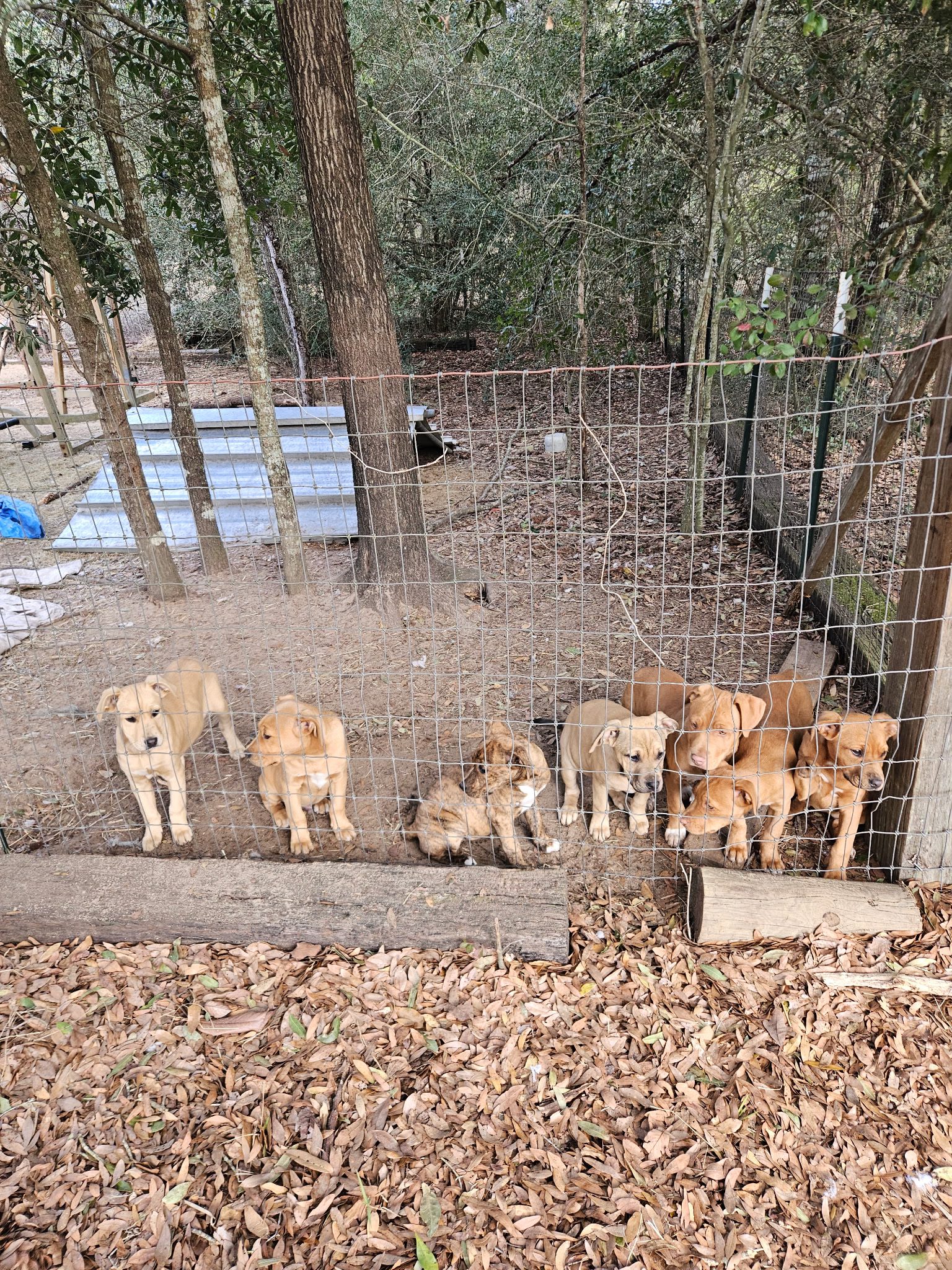Great Pyrenees Photos