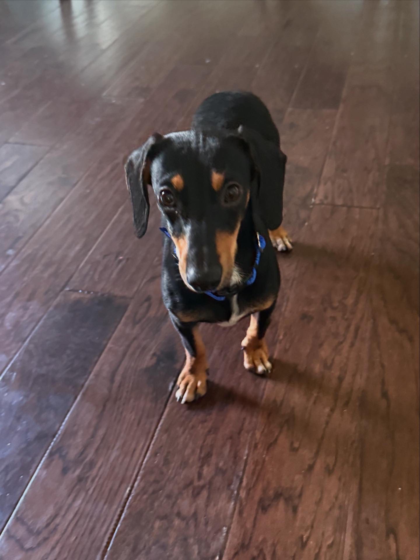 Buddy