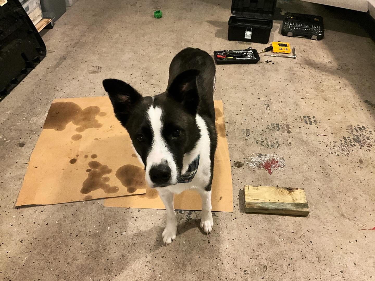 Baxter