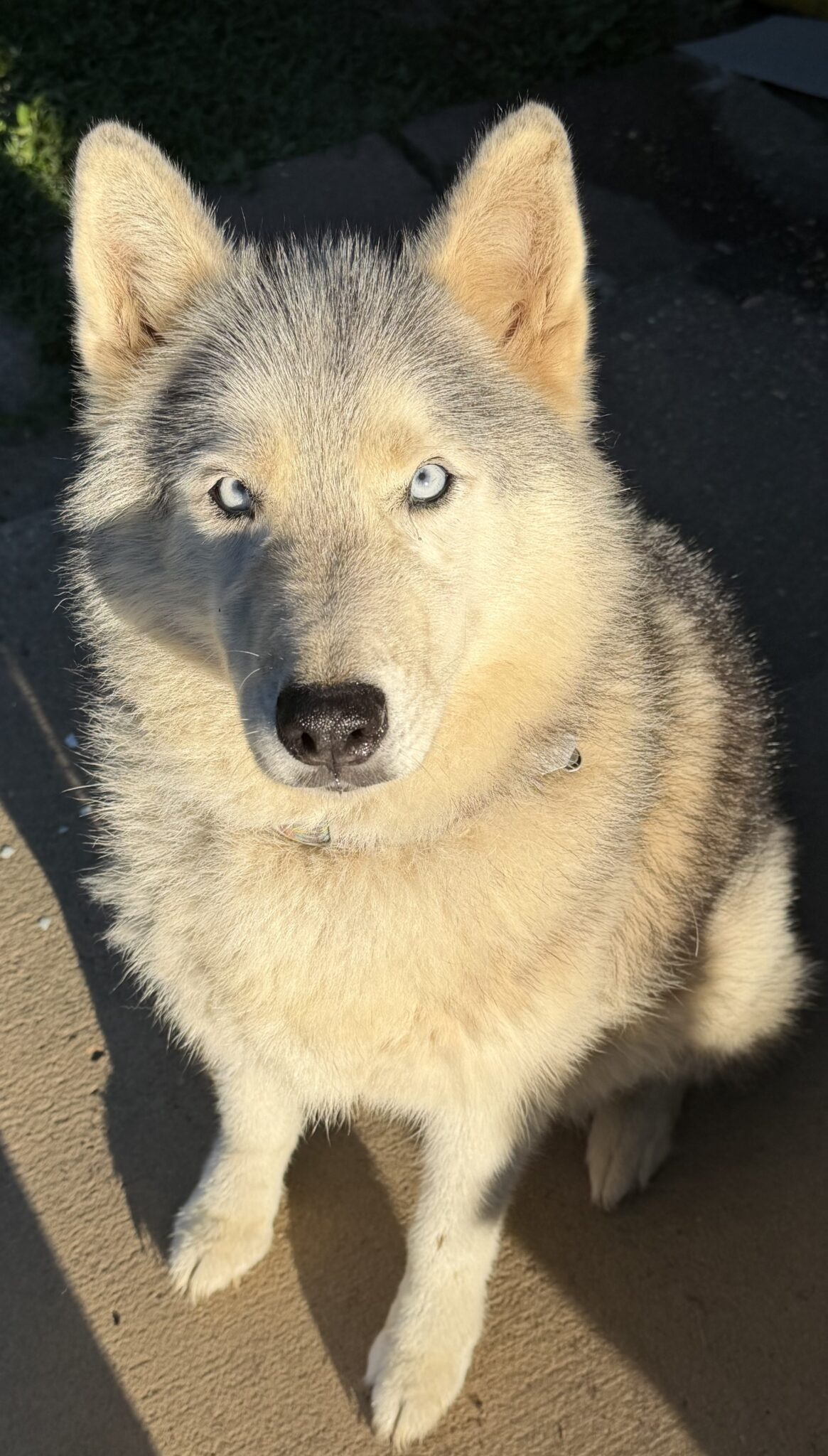 Duke