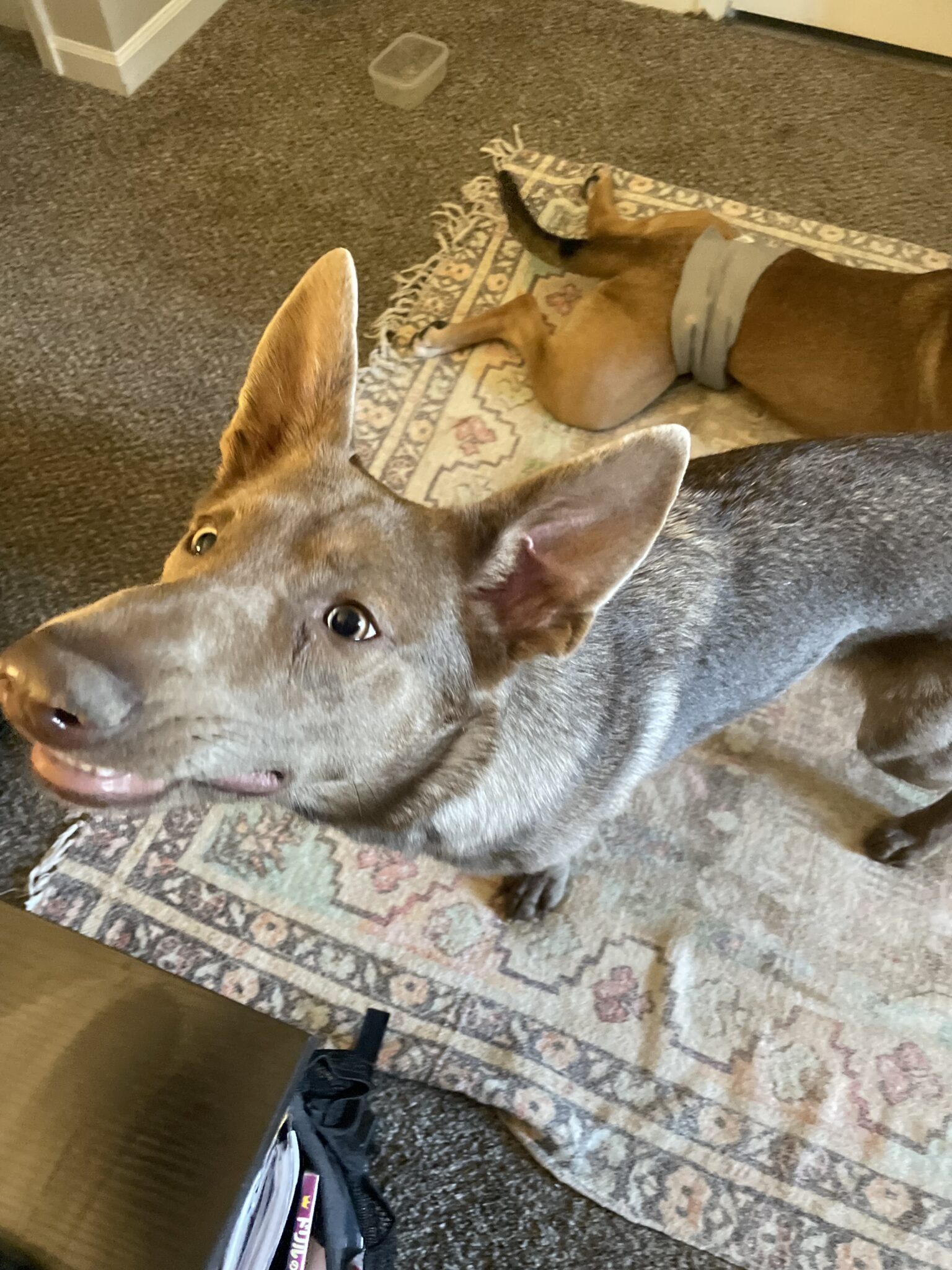 Sweet stray pup
