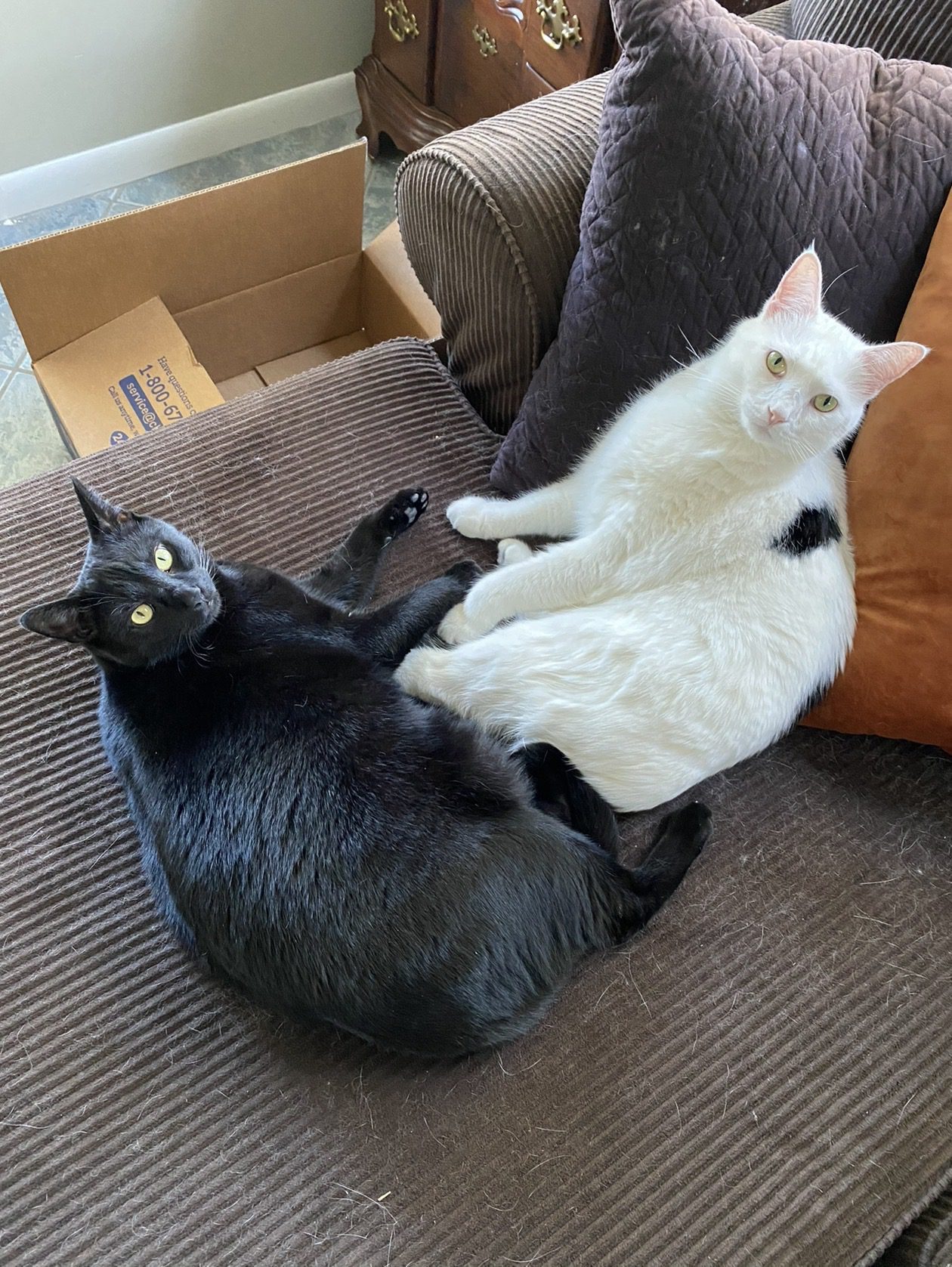 Pongo and Toto