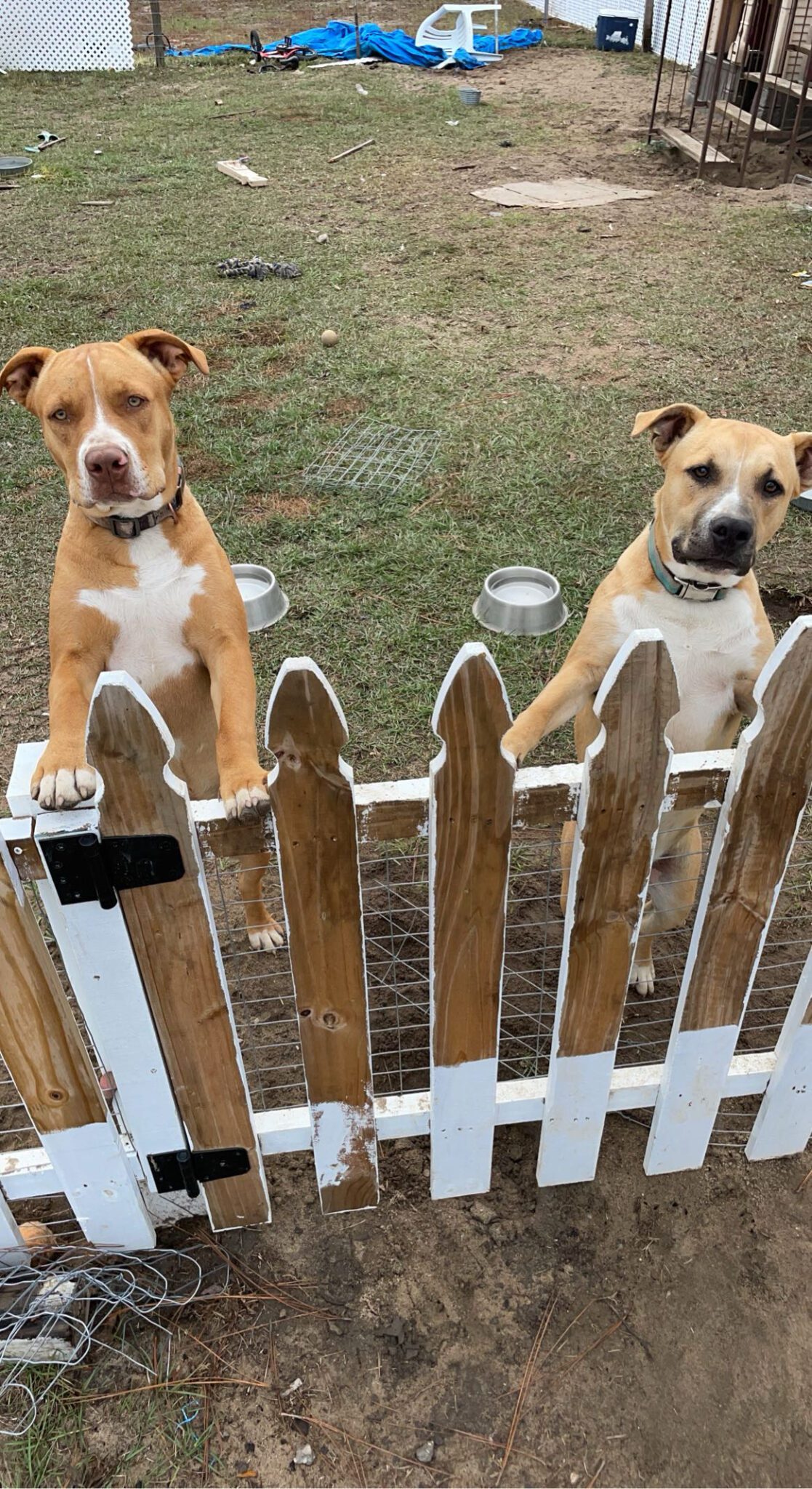 George and Opie