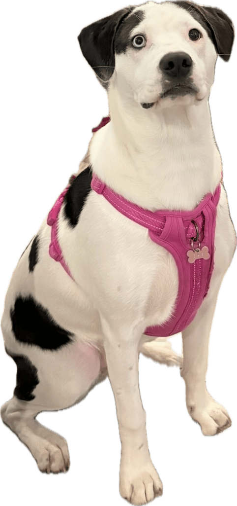 Stella