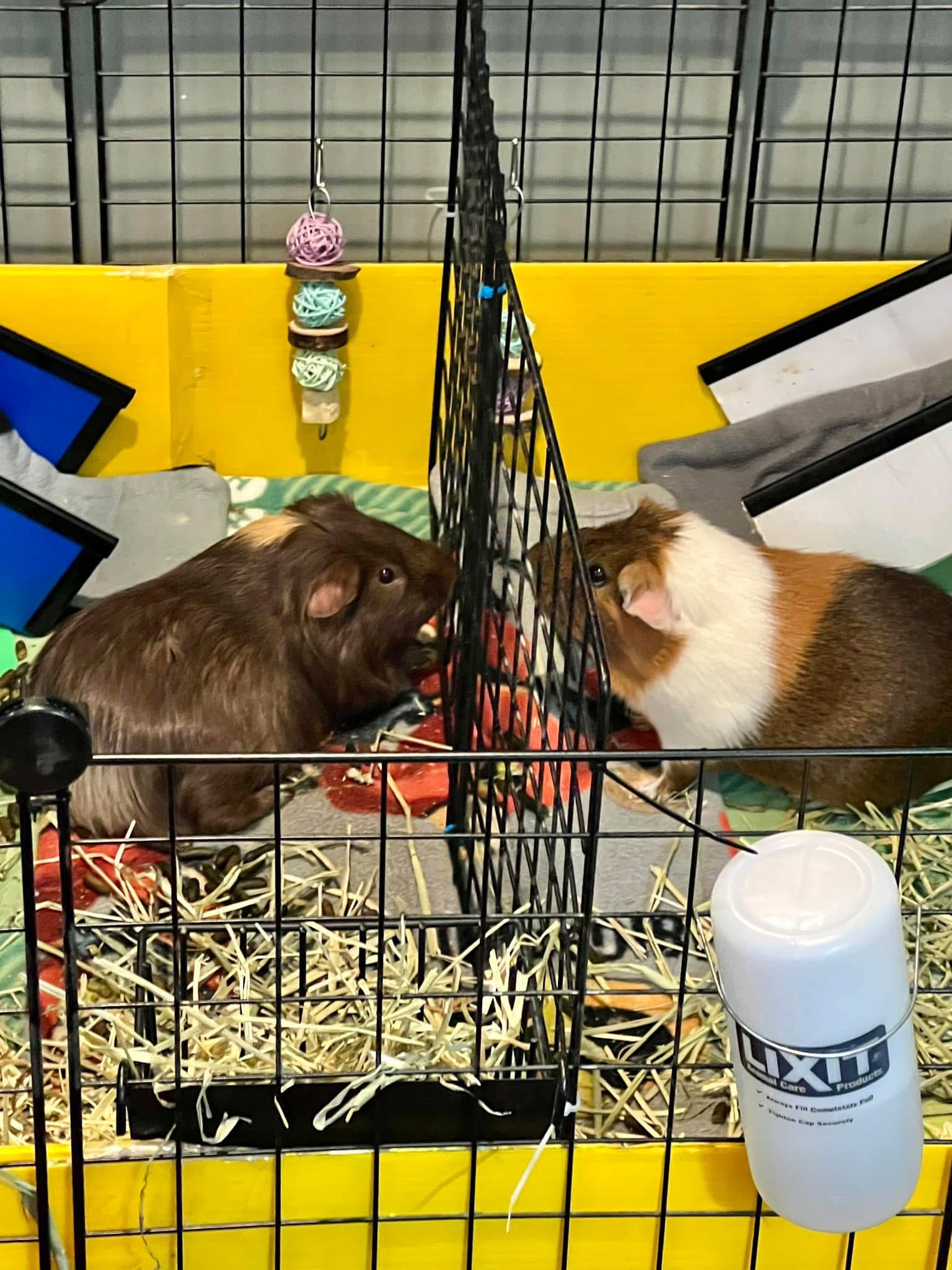 McSteamy (tricolor) and McTater (brown/light brown)