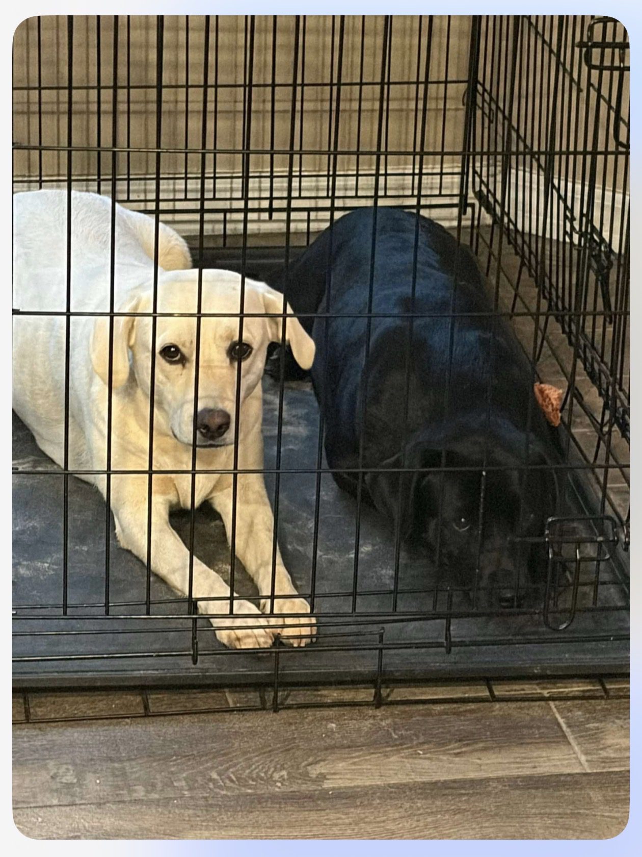 Lab Dogs