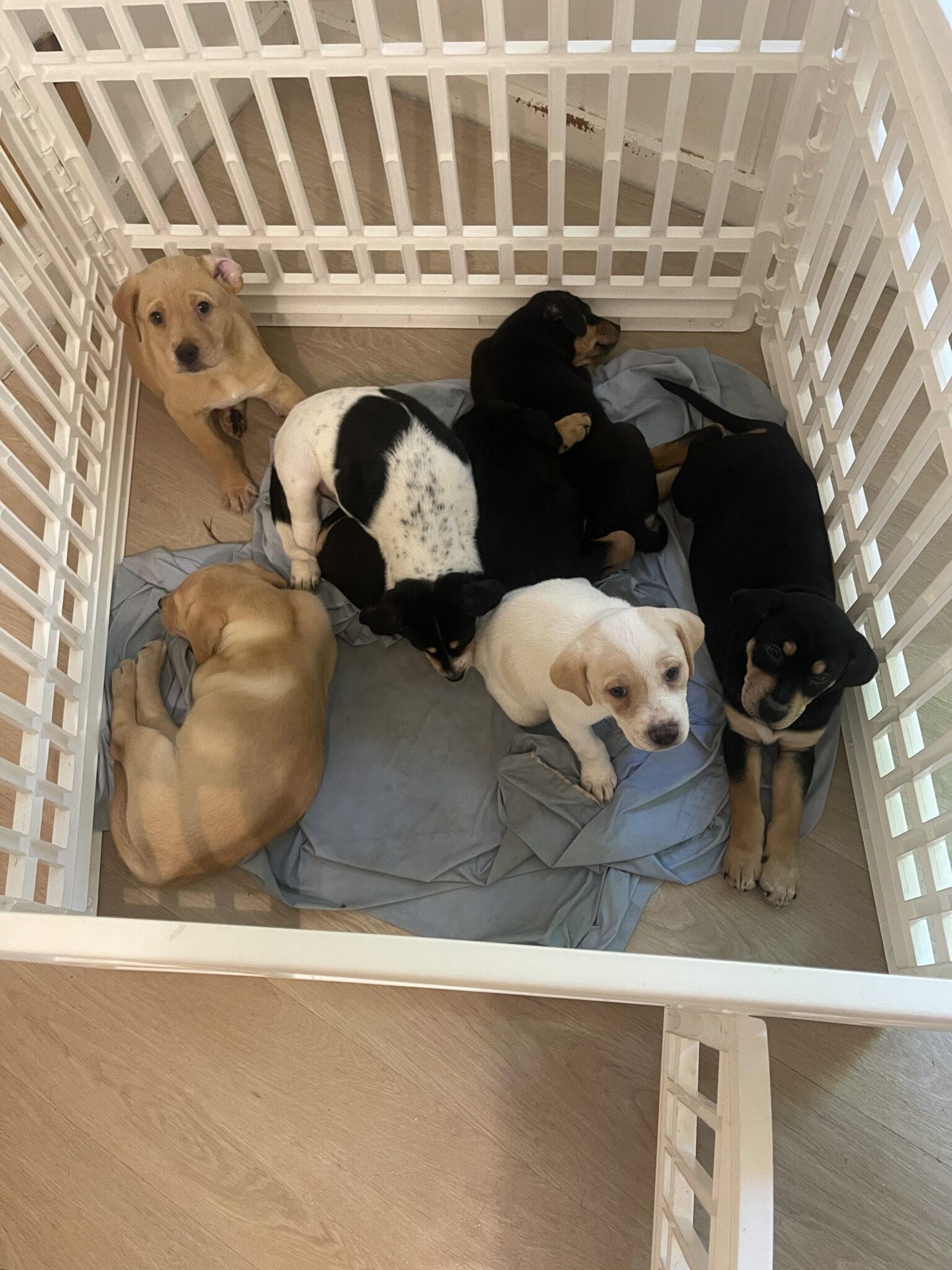 7 puppies male and females