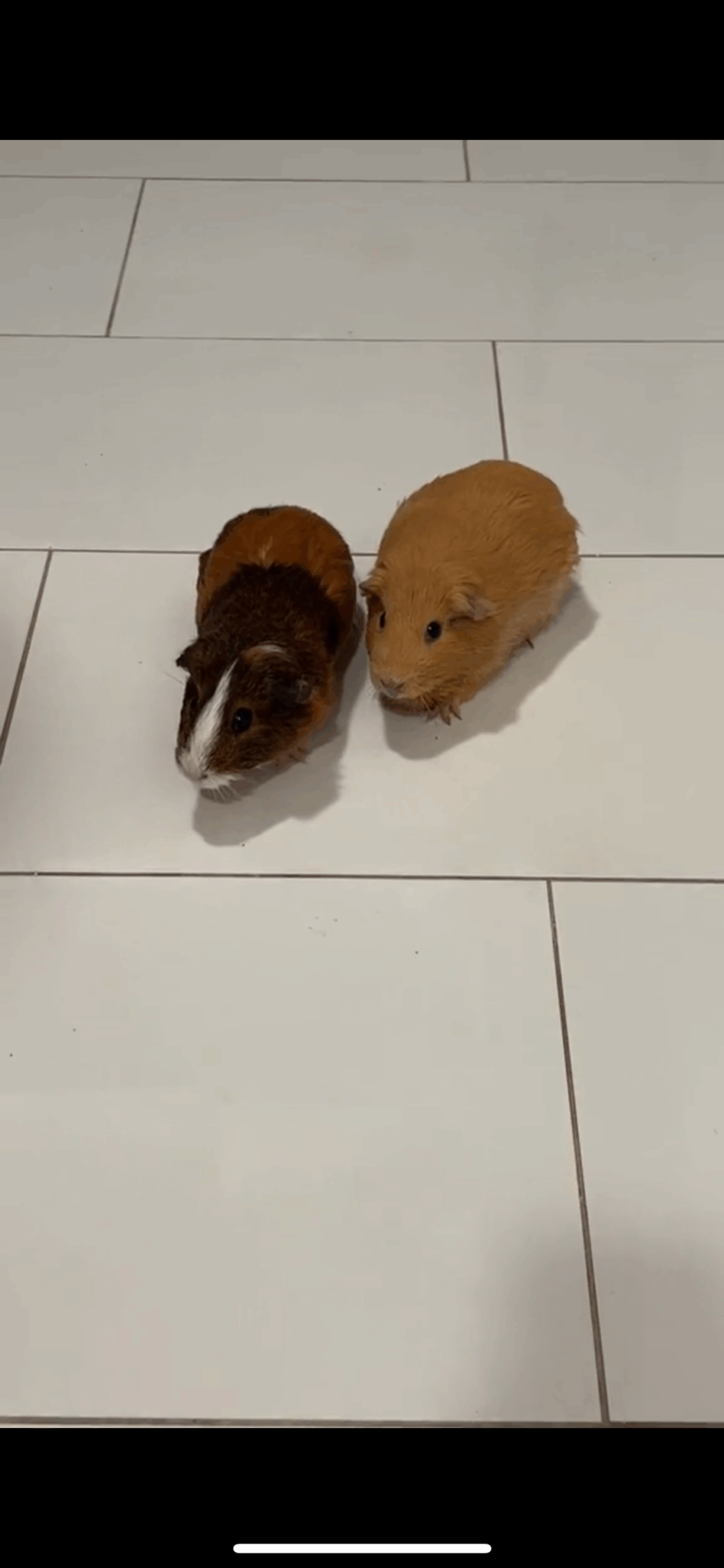 Biscuit and Pancake