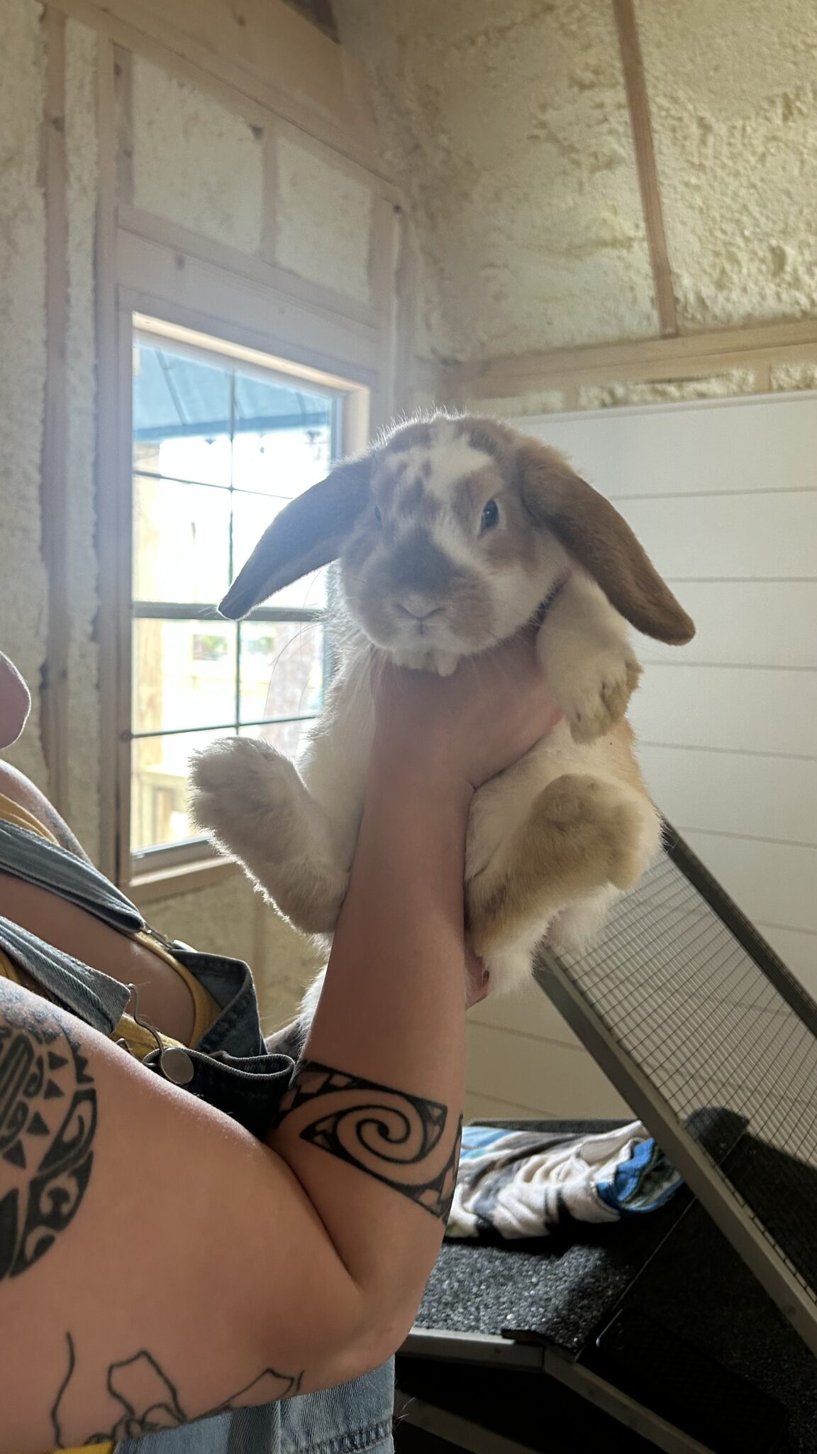 Cute bunny