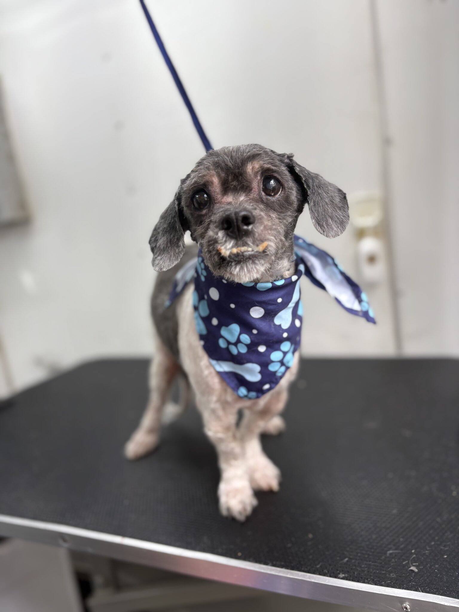 Found stray – ShihTzu