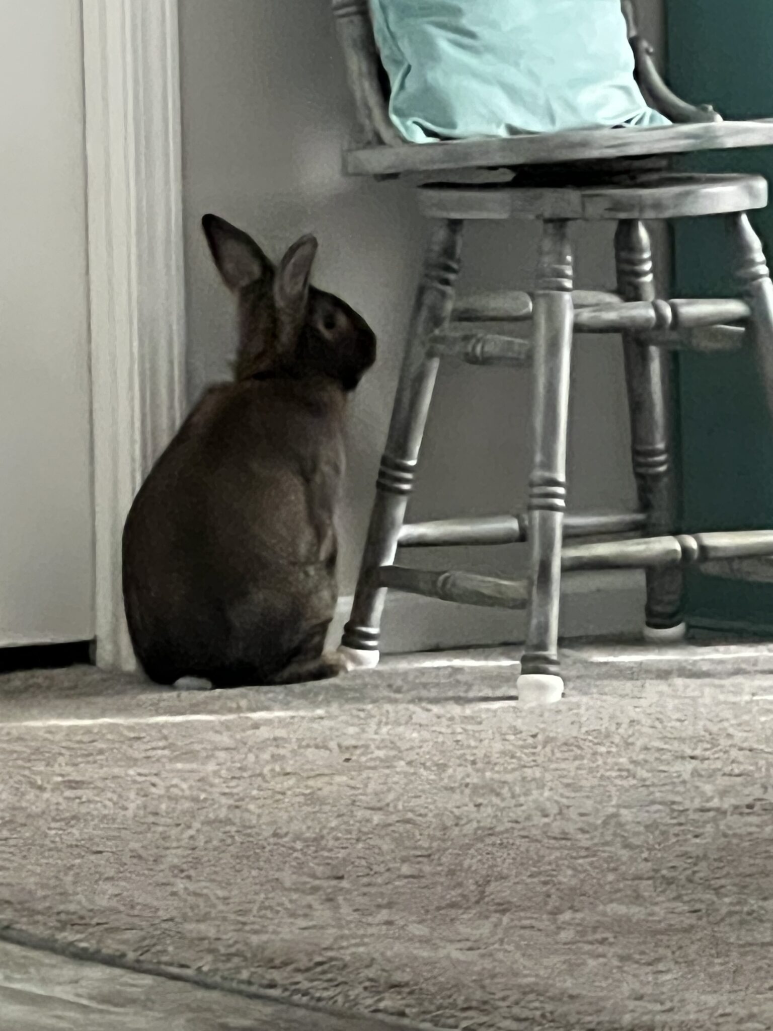 Thumper