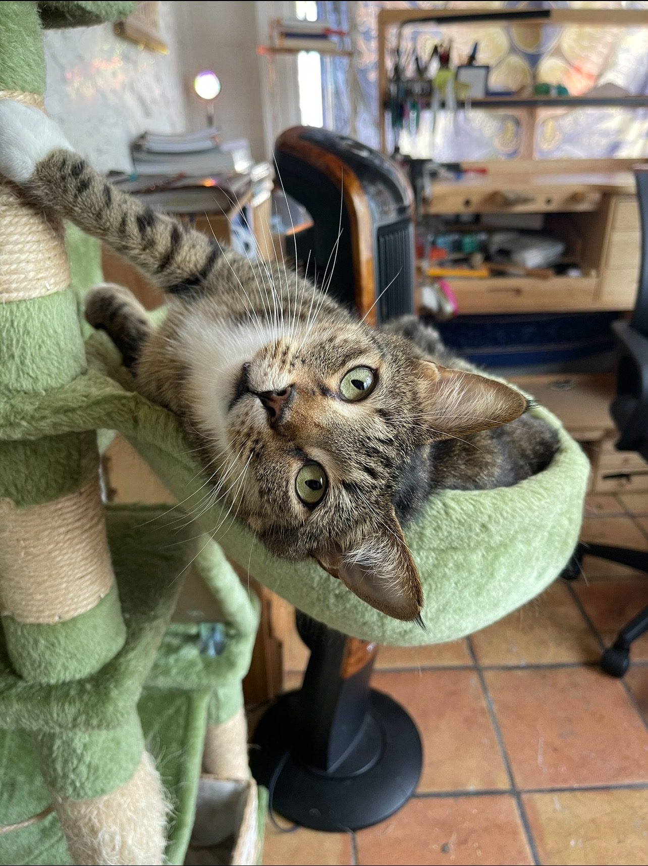 Little Foot