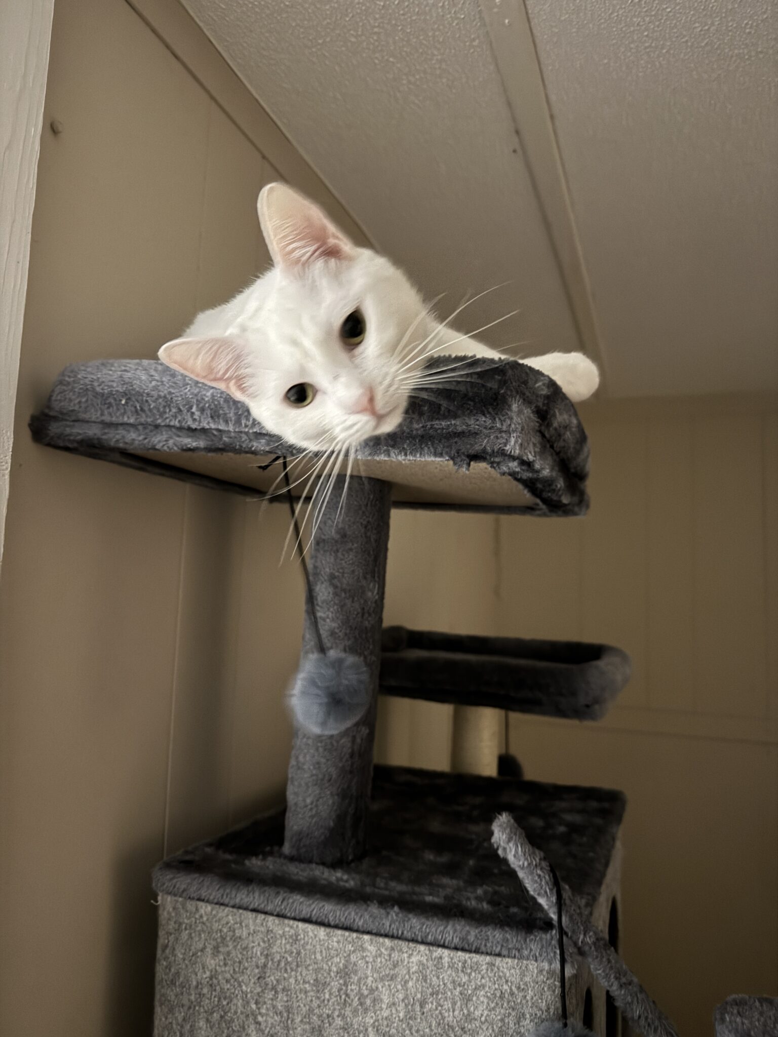 Khaleesi