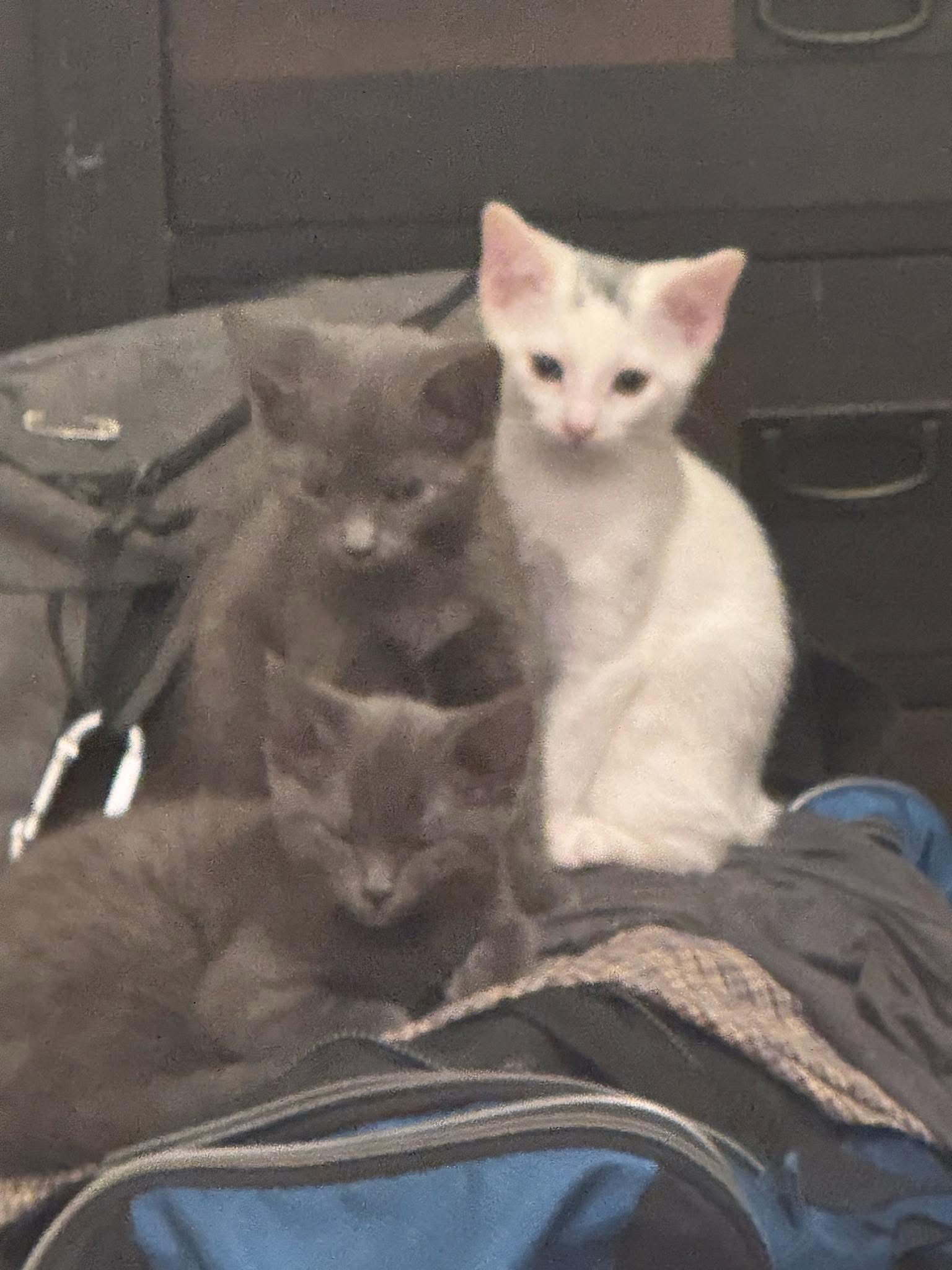 Emma, Emily, and Lilly