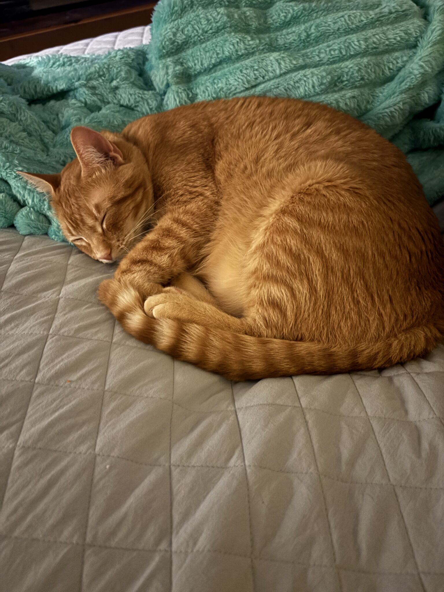 Leo