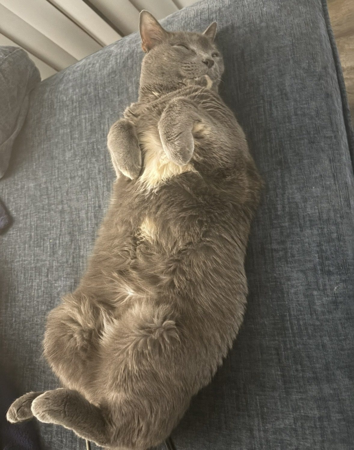 Stella