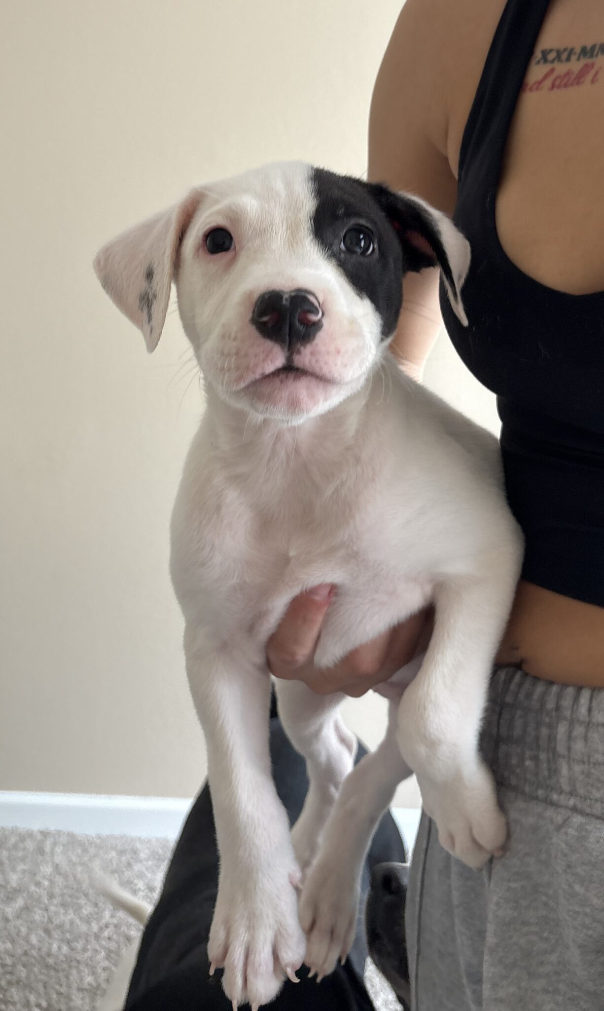 Apollo