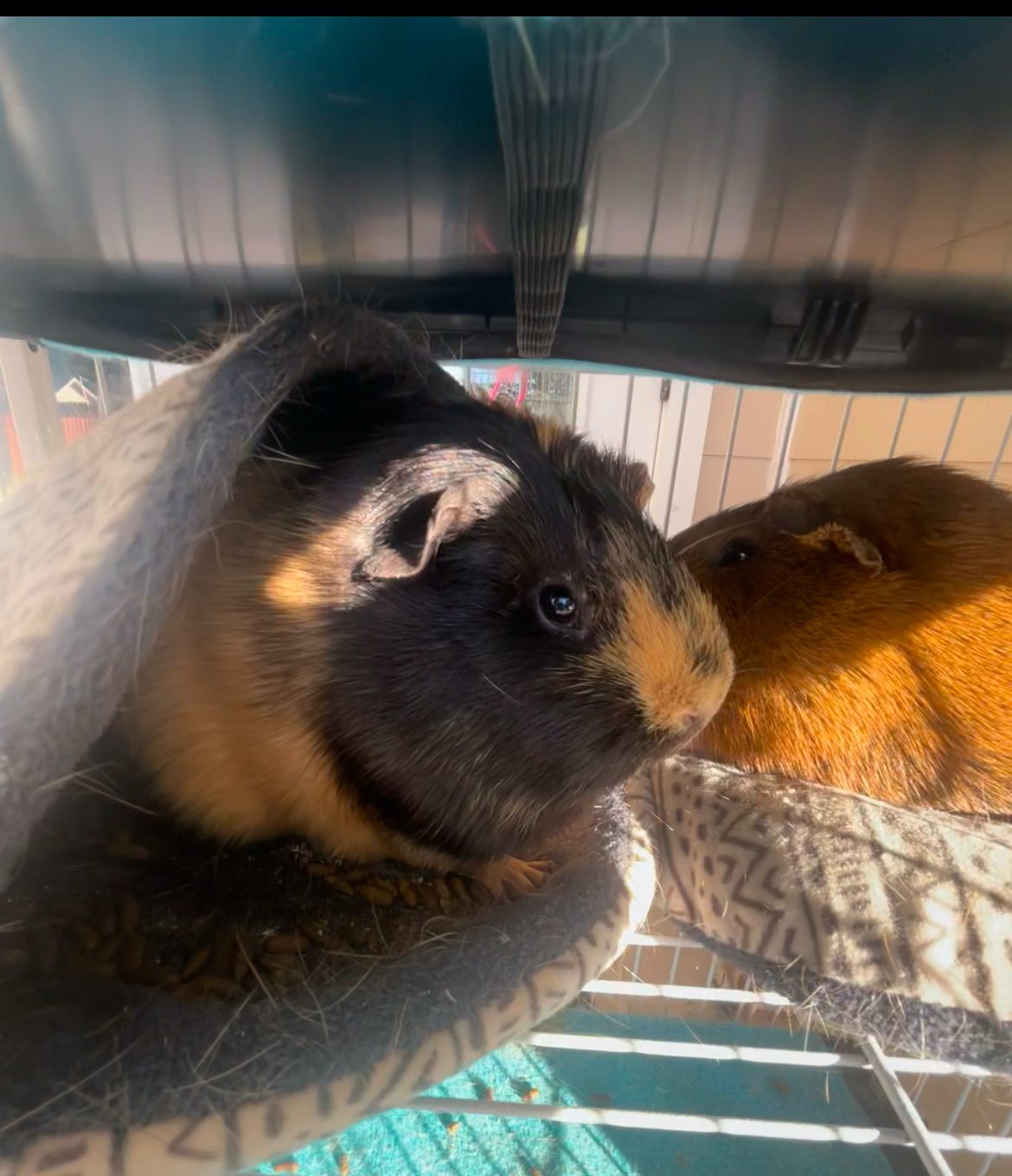 Pippy and Ziggy – Guinea Pigs