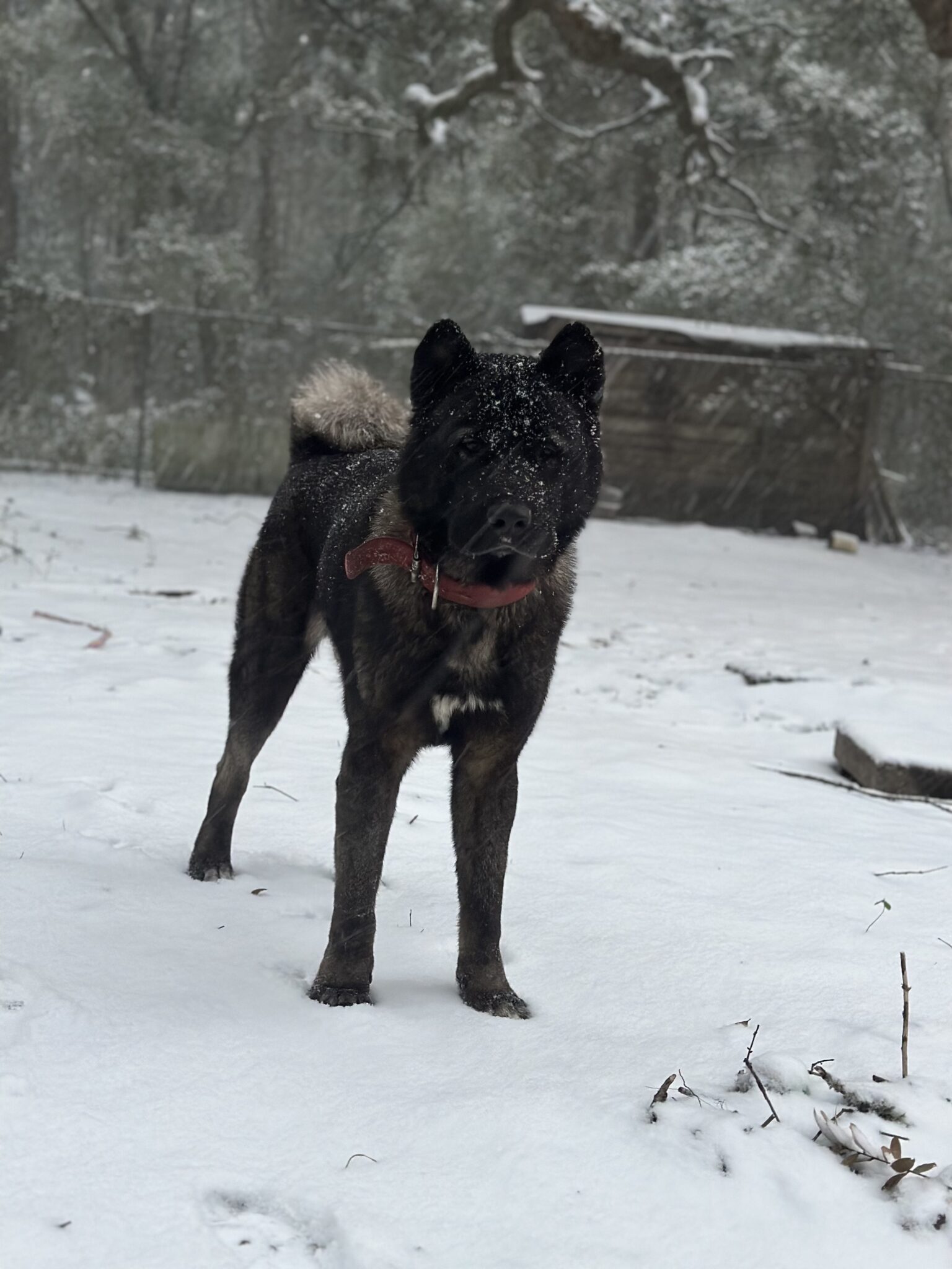 Kovu