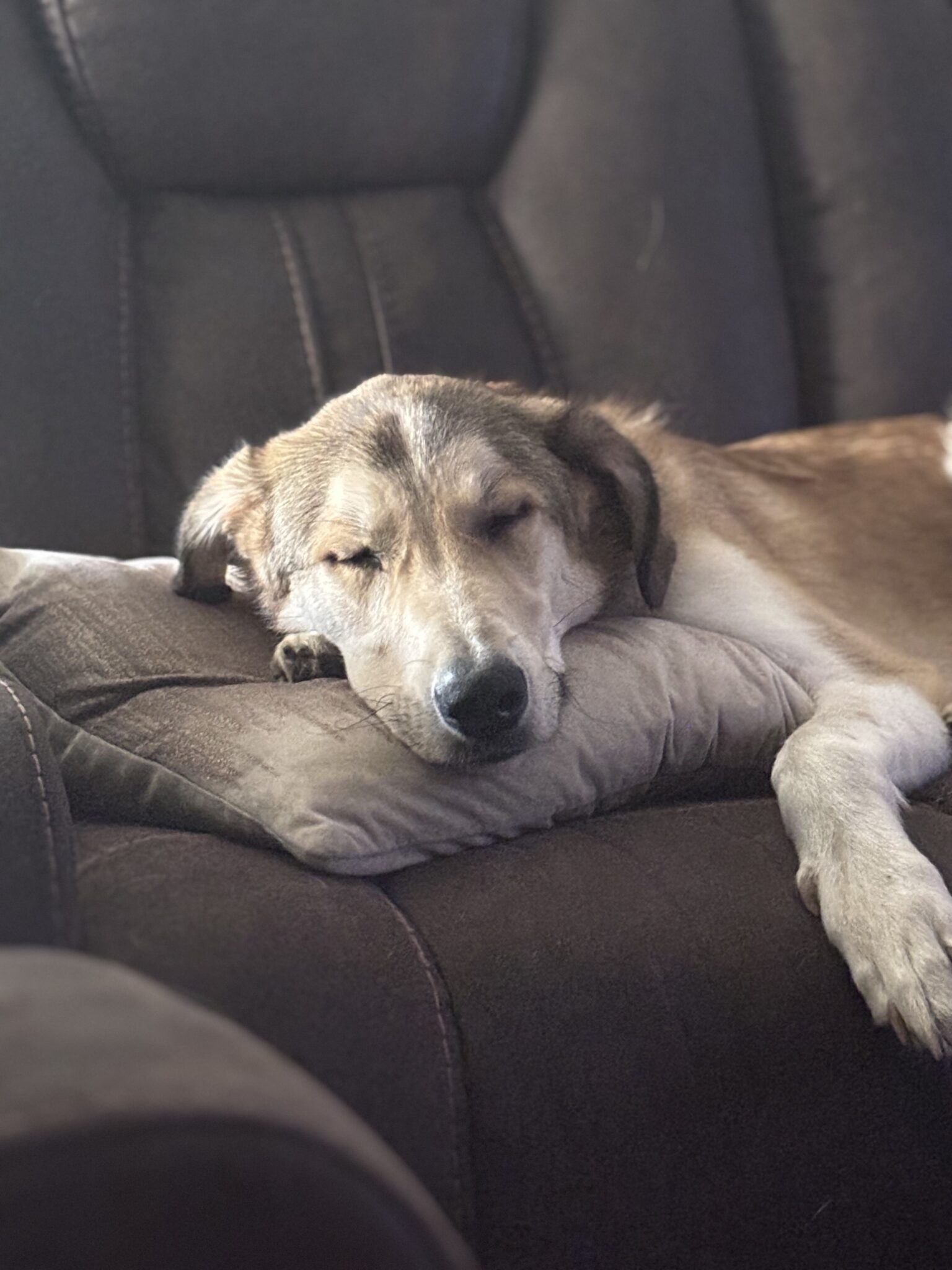 Koda