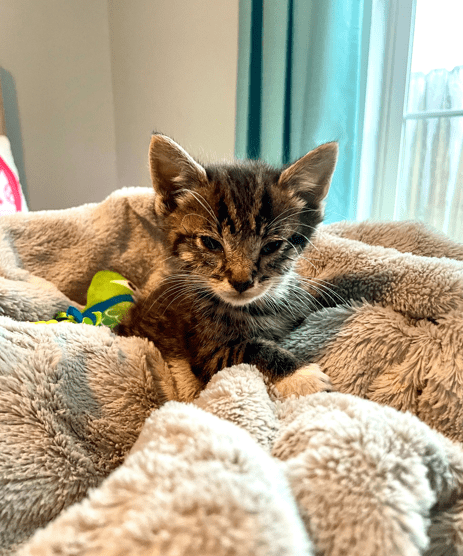 Montgomery – stray kitten