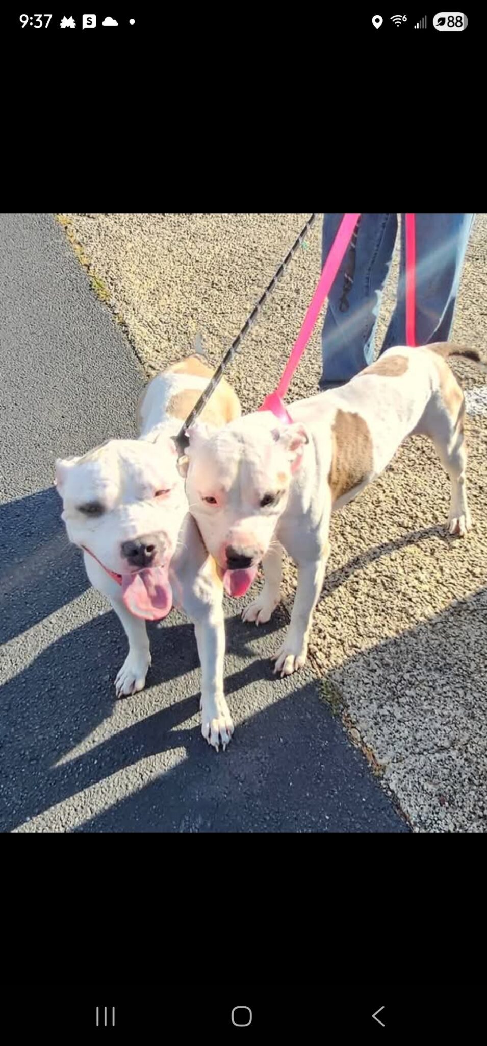 BK and Blu