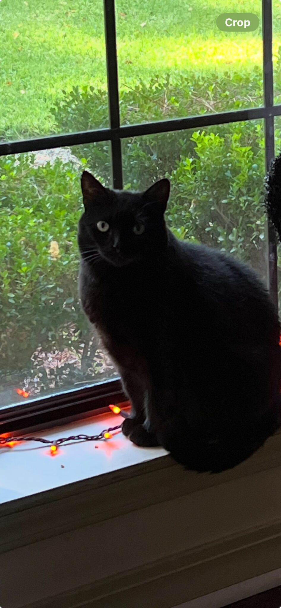 Miss Biscuit