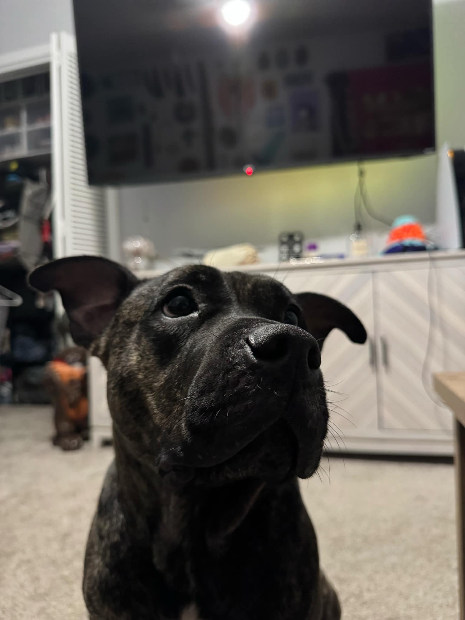 Sheba