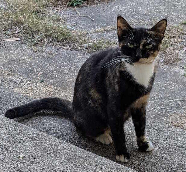 Stray black Calico