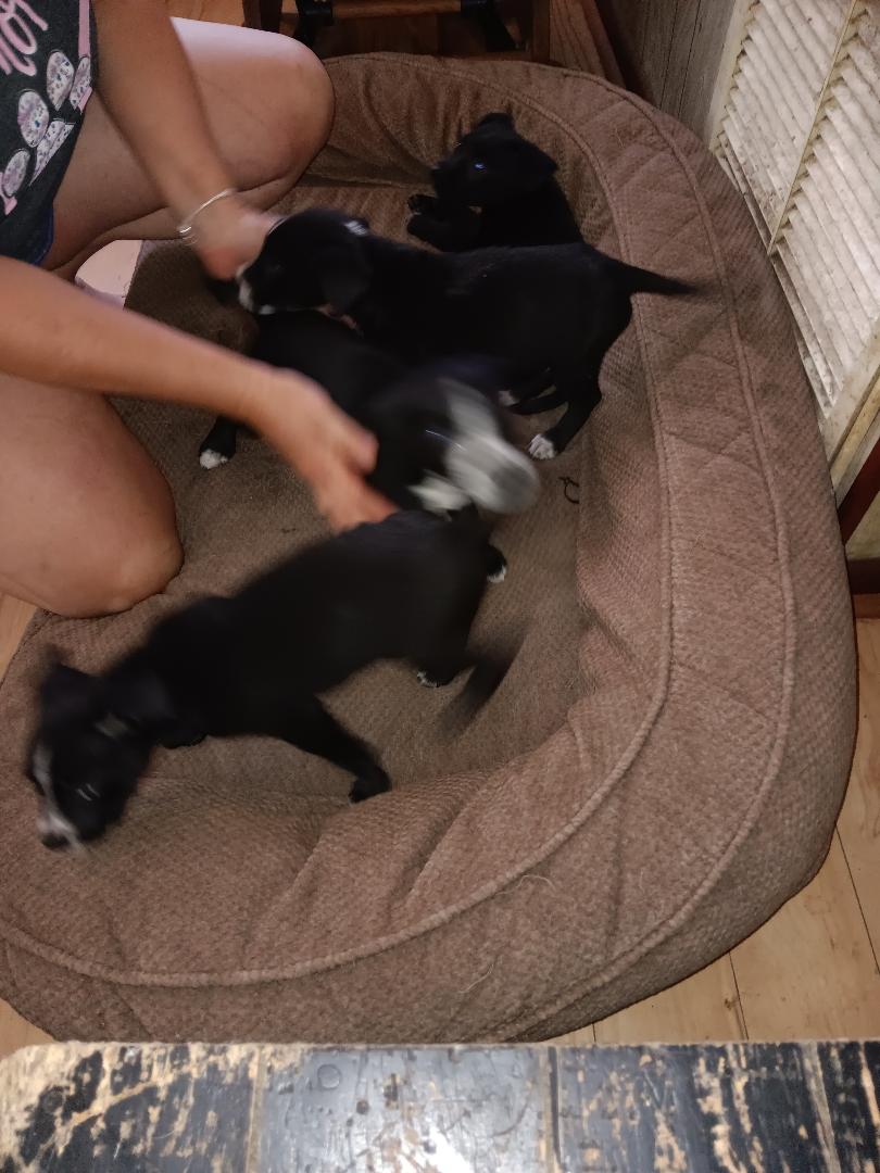 7 Puppies