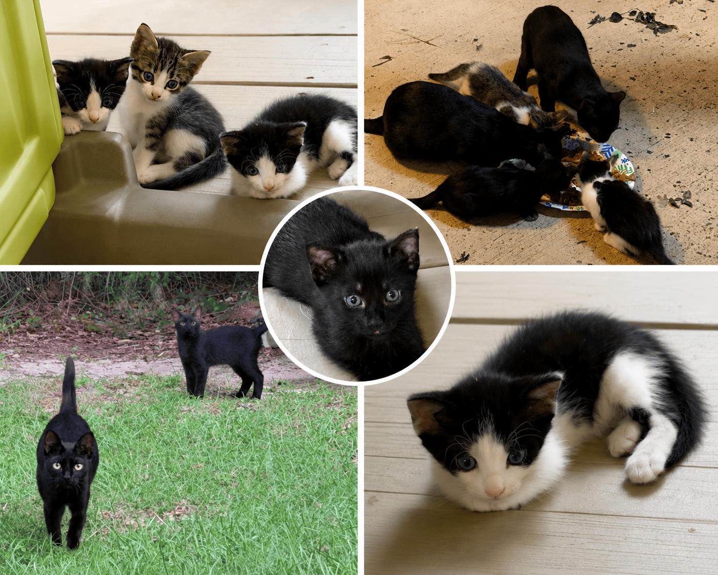 Mama and Kittens
