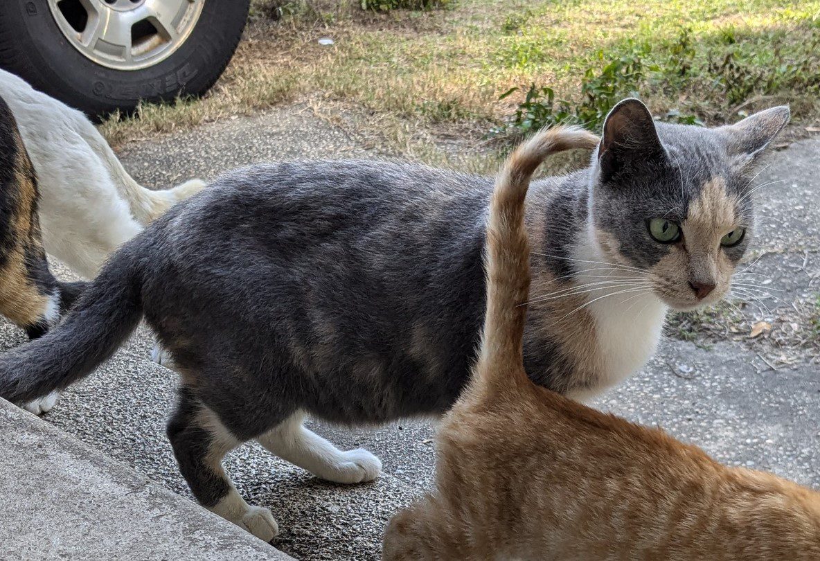 Gray Calico Stray