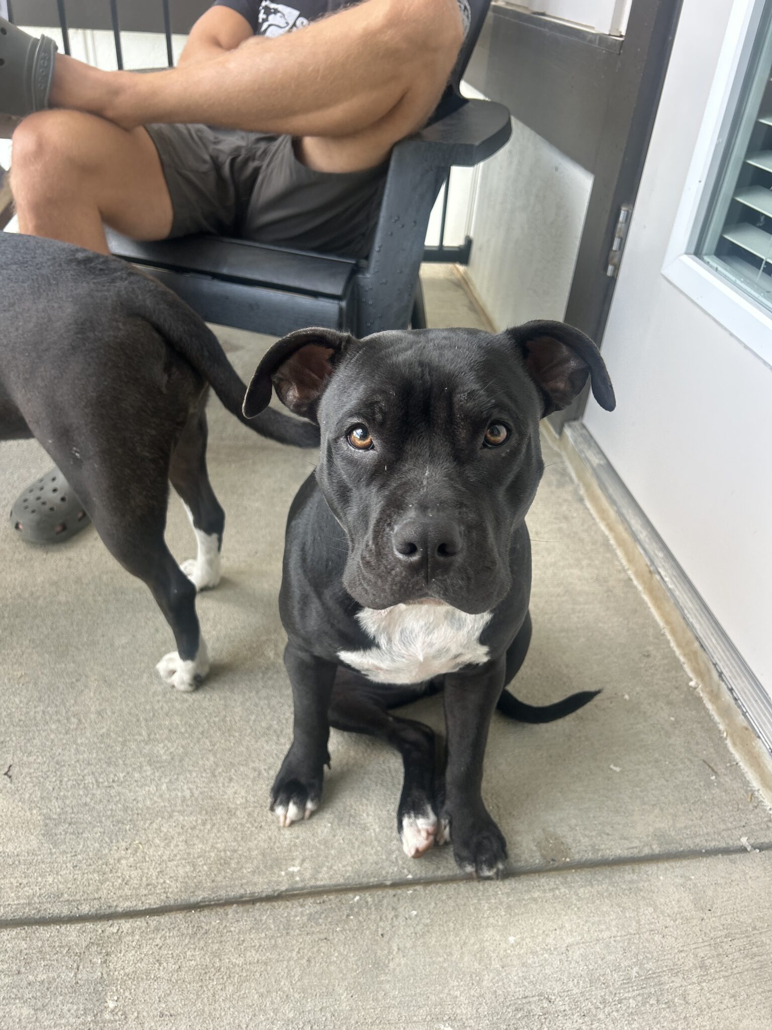 Nova