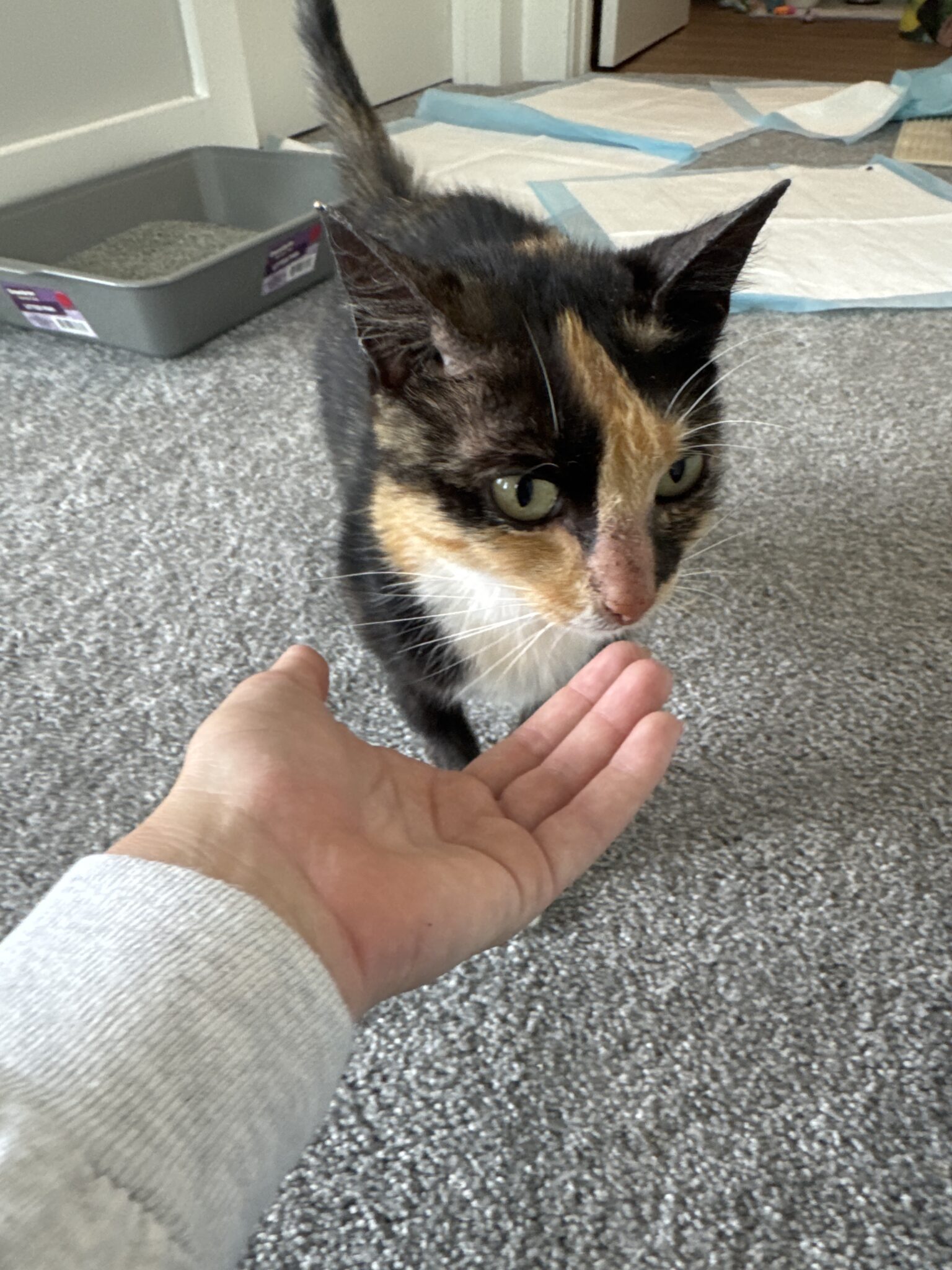 Pretty stray kitty