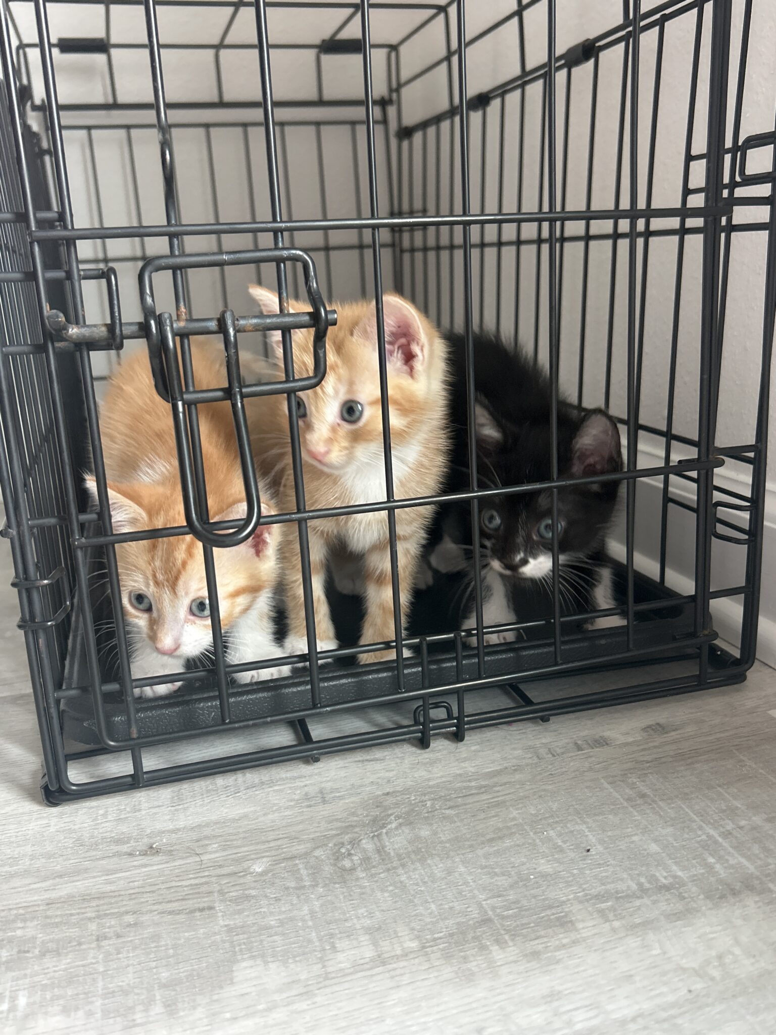 Kitties