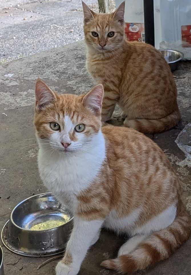 Orange 4 month old tabbies