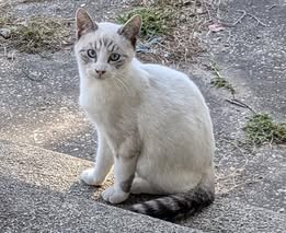 Unique white with gray tabby with blue eyes