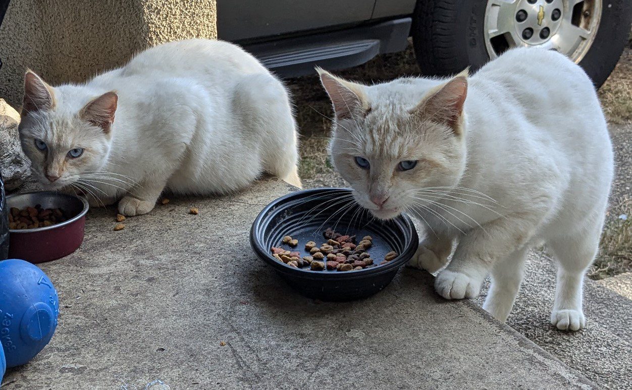 Stray, White, with Blue eyes